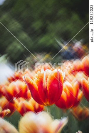 チューリップ ﾁｭｰﾘｯﾌﾟ 花 119283022