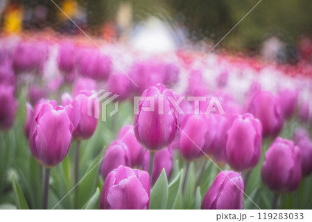 チューリップ チューリップ 花 119283033