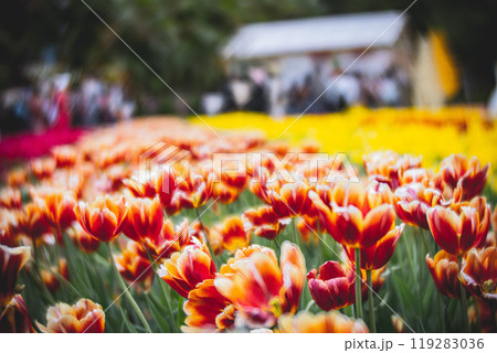 チューリップ ﾁｭｰﾘｯﾌﾟ 花 119283036