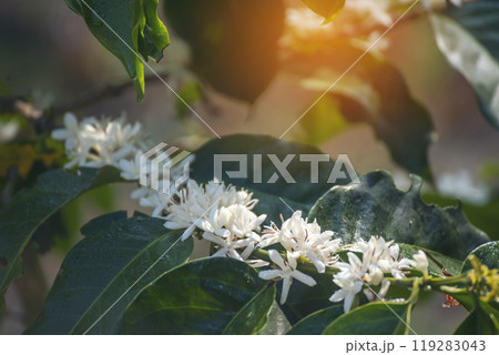 Coffee flower tree green nature white color blossom. White flower on coffee tree Robusta arabica berries on coffee farm garden. Fresh bean berry plantation. Agriculture growth in green organic farm Coffee flower tree green nature white color blossom. White flower on coffee tree Robusta arabica berries on coffee farm garden. Fresh bean berry plantation. Agriculture growth in green organic farm 119283043