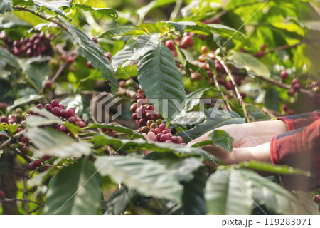 Ripe Red coffee bean berry plant fresh seed coffee tree growth in green eco organic farm. Close up red ripe seed robusta arabica berries harvest for coffee garden. Fresh coffee bean green leaf bush Ripe Red coffee bean berry plant fresh seed coffee tree growth in green eco organic farm. Close up red ripe seed robusta arabica berries harvest for coffee garden. Fresh coffee bean green leaf bush 119283071