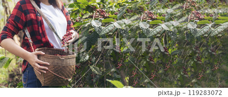 Banner coffee plant farm woman Hands harvest raw coffee beans. panoramaRipe Red berries plant fresh seed coffee tree growth in green farm. Hands harvest red bean seed robusta arabica with copy space. 119283072