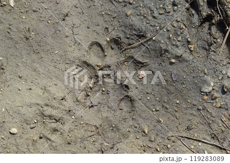 タヌキの足跡？ 119283089