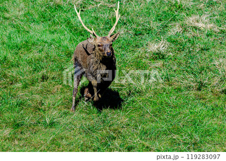2024年10月　古都奈良の伝統行事　鹿の角きり　春日大社内鹿苑　鹿苑内に追い込まれた雄鹿④ 119283097