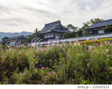 明日香村の橘寺前に咲く秋桜 119283122