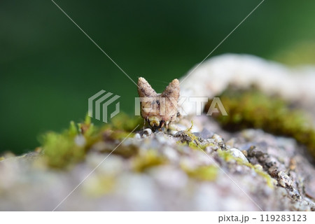トビモンオオエダシャク　中齢幼虫 119283123
