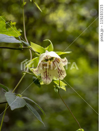 山に咲くツルニンジンの花 119283155