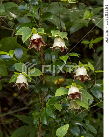 山に咲くツルニンジンの花 119283161
