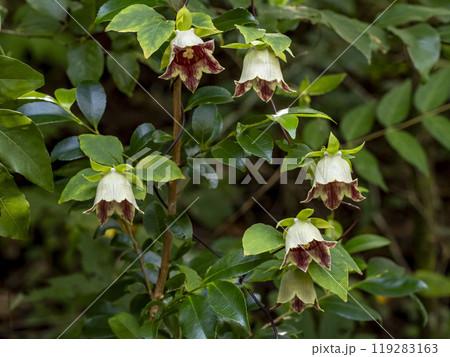 山に咲くツルニンジンの花 山に咲くツルニンジンの花 119283163