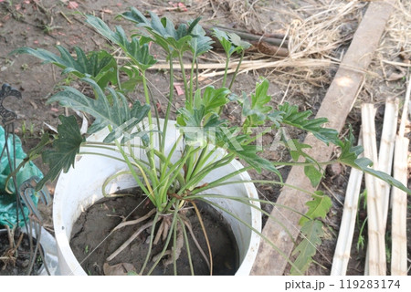 thaumatophyllum bipinnatifidum also called Tree philodendron plant 119283174