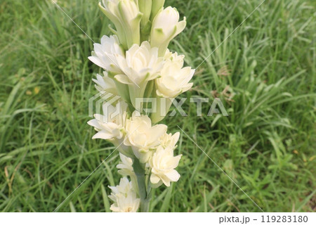 Tuberose flower plant on farm for harvest Tuberose flower plant on farm for harvest 119283180