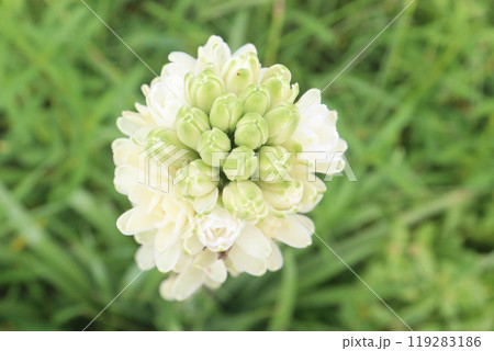 Tuberose flower plant on farm for harvest Tuberose flower plant on farm for harvest 119283186