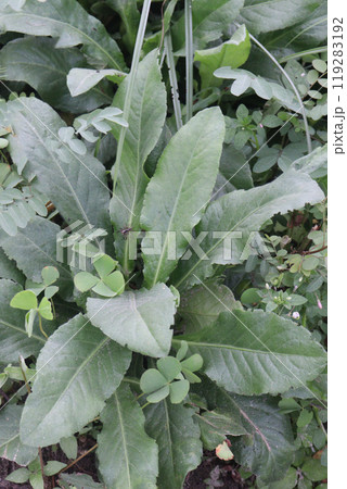 Taraxacum flower plant on field 119283192