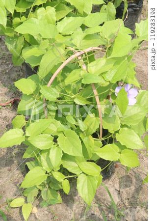 Thunbergia laurifolia flower, herbal medicine plant 119283198