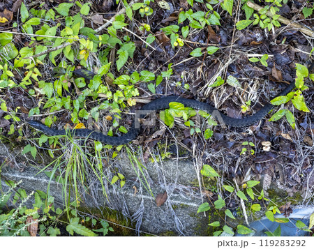 山に居たヤマカガシ 山に居たヤマカガシ 119283292