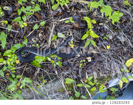 山に居たヤマカガシ 119283293
