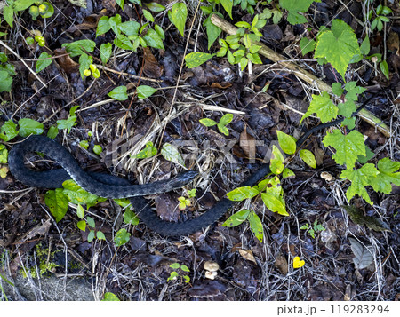 山に居たヤマカガシ 119283294
