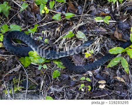 山に居たヤマカガシ 119283295
