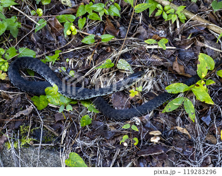 山に居たヤマカガシ 119283296