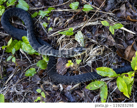 山に居たヤマカガシ 119283298