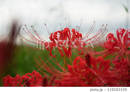 曇り空のもと大きく花開く彼岸花【9月】 119283339