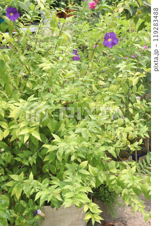 Thunbergia erecta flower plant on nursery 119283488