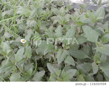Tridax procumbens flower plant on nursery Tridax procumbens flower plant on nursery 119283504