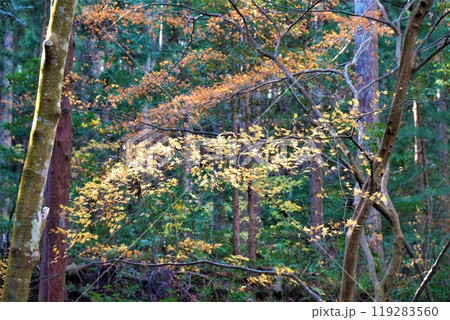森の中の紅葉 森の中の紅葉 119283560