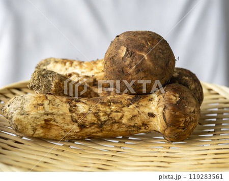 秋の味覚マツタケ 秋の味覚マツタケ 119283561