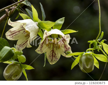 山に咲くツルニンジンの花 119283673