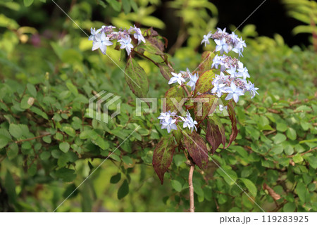 スイゼンジナ 水前寺菜 Gynura bicolor キク科 サンシチソウ 多年草 キンジソウ金時草 スイゼンジナ 水前寺菜 Gynura bicolor キク科 サンシチソウ 多年草 キンジソウ金時草 119283925