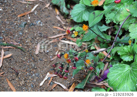 スイゼンジナ 水前寺菜 Gynura bicolor キク科 サンシチソウ 多年草 キンジソウ金時草 スイゼンジナ 水前寺菜 Gynura bicolor キク科 サンシチソウ 多年草 キンジソウ金時草 119283926