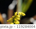 秋、ミツバチ 119284004