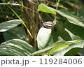 チョウチョ　コミスジ 119284006