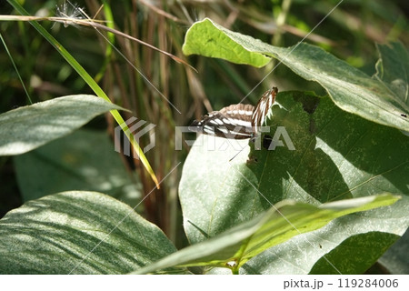 チョウチョ　コミスジ 119284006