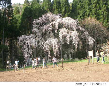 長野県の高山村の坪井のしだれ桜 119284156