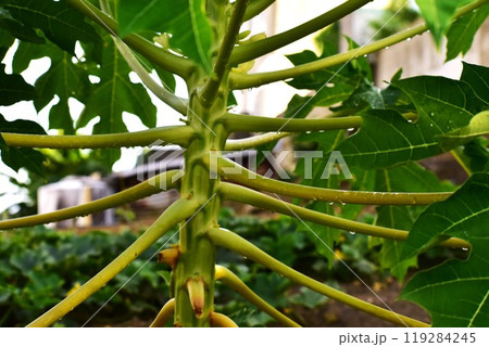 雨上がりのパパイヤ 雨上がりのパパイヤ 119284245