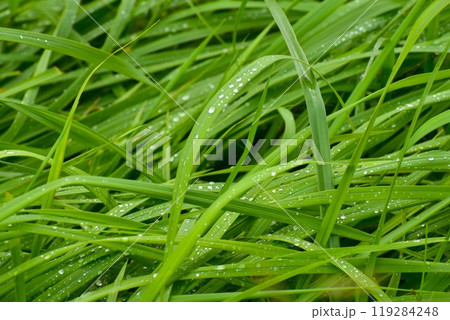 真茅の雫 真茅の雫 119284248