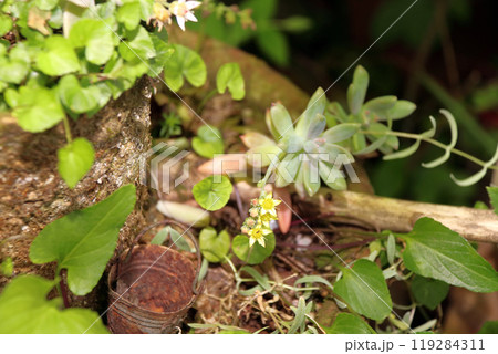 多肉植物 エケベリア 多肉植物 エケベリア 119284311