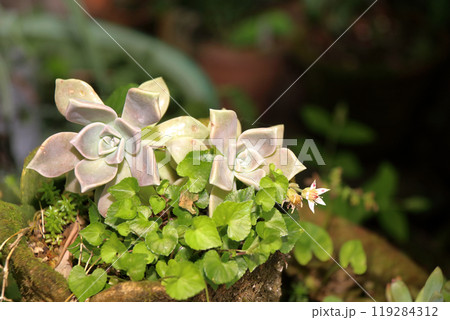 多肉植物 エケベリア 多肉植物 エケベリア 119284312