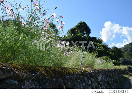 鬼ノ口の棚田 119284382