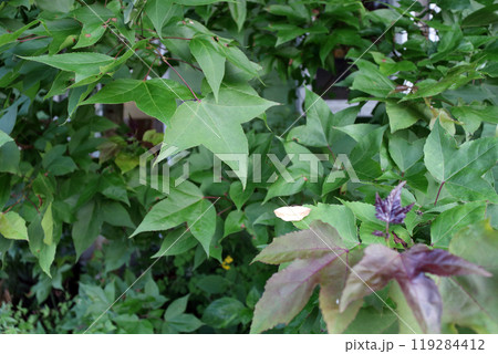 スズカケノキ　篠懸の木　鈴掛の木 119284412