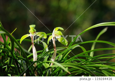 シュンラン 119284416