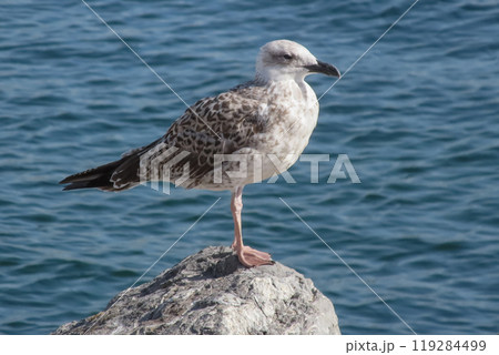 Seagull Perched on a Rock by the Sea. 119284499
