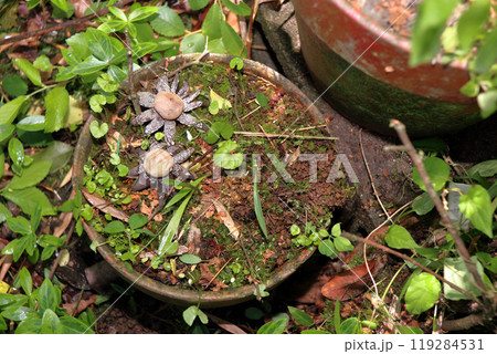 ツチグリ 土栗 飜白草 Astraeus sp キノコ クリ ツチグリ 土栗 飜白草 Astraeus sp キノコ クリ 119284531