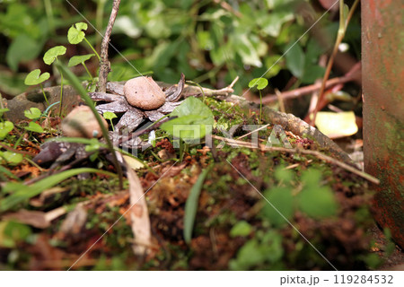 ツチグリ　土栗　飜白草　Astraeus sp　キノコ　クリ 119284532