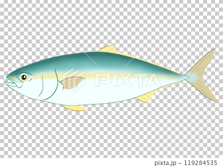Yellowtail 119284535