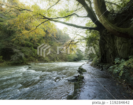 千葉県 養老渓谷・養老川 「粟又の滝自然遊歩道」/ Yoro River, Japan 119284642