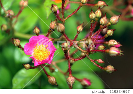 野ばら　ピンク　自然　薔薇　バラ 119284697