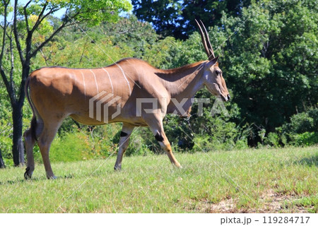 エランド アフリカサバンナ エランド アフリカサバンナ 119284717